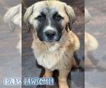 Small #2 Anatolian Shepherd-Great Pyrenees Mix