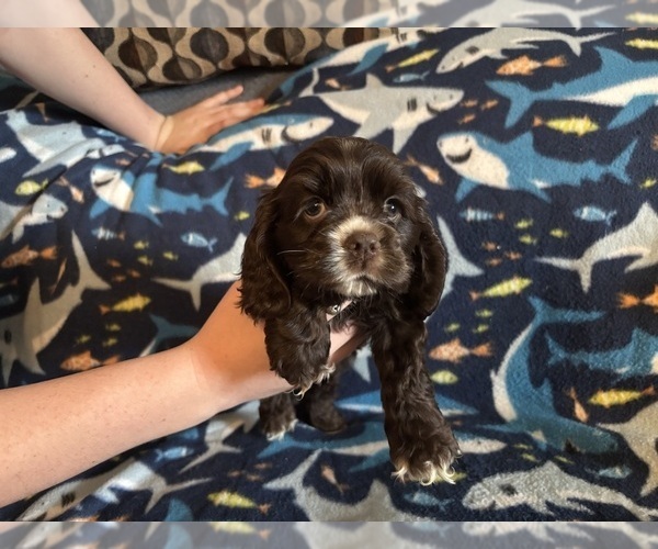 Medium Photo #50 Cocker Spaniel Puppy For Sale in COLBERT, GA, USA