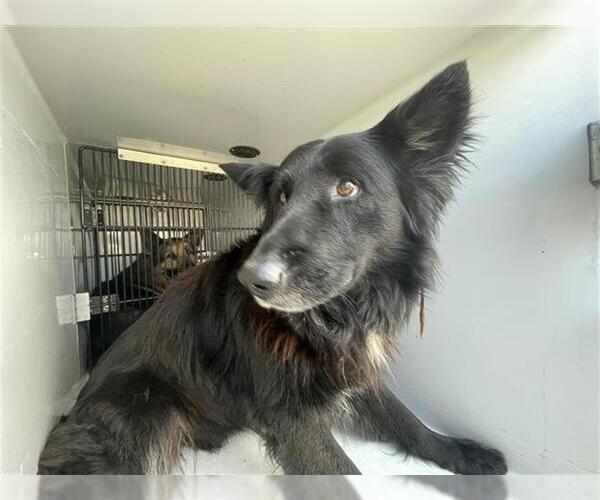 Medium Photo #1 German Shepherd Dog-Unknown Mix Puppy For Sale in Houston, TX, USA