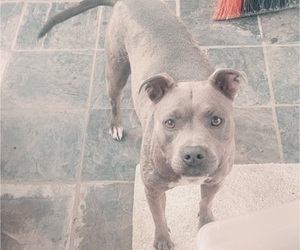 Mother of the Boxador-Bullboxer Pit Mix puppies born on 03/22/2025