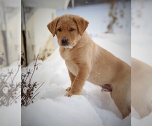 Labrador Retriever Puppy for sale in HYDE PARK, VT, USA