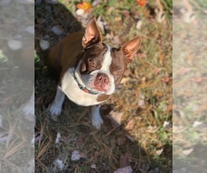 Boston Terrier Puppy for sale in CAJAHS MOUNTAIN, NC, USA