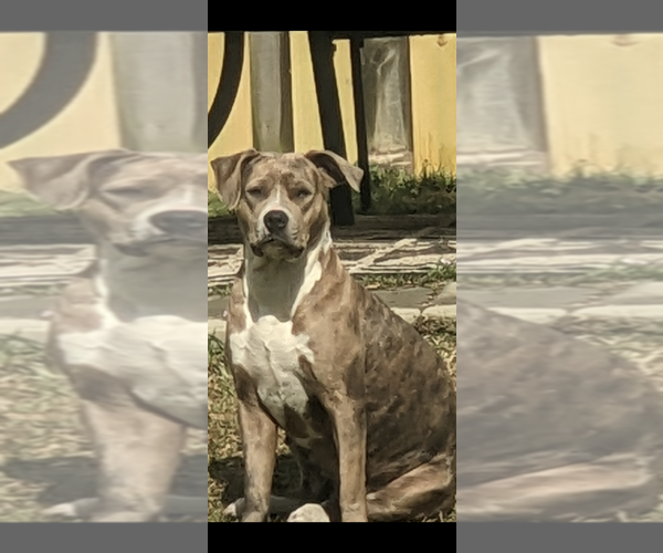 Medium Photo #1 American Bully Puppy For Sale in GROVETOWN, GA, USA