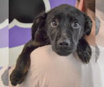 Small #4 German Shepherd Dog Mix