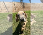 Small #14 Great Dane