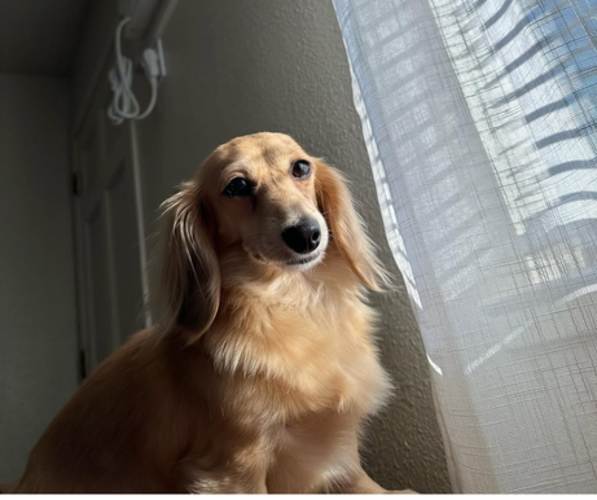 Medium Photo #1 Dachshund Puppy For Sale in LODI, CA, USA