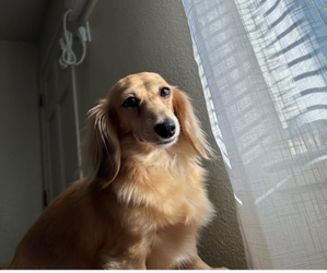 Mother of the Dachshund puppies born on 07/13/2025
