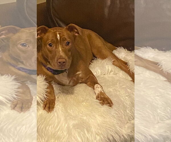 Medium Photo #2 Mutt Puppy For Sale in Holly Springs, NC, USA