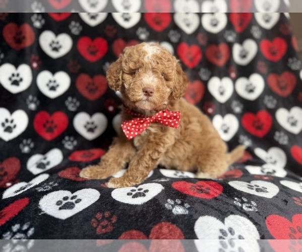Medium Photo #3 Poodle (Miniature) Puppy For Sale in LAKELAND, FL, USA