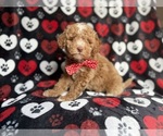 Small #2 Poodle (Miniature)