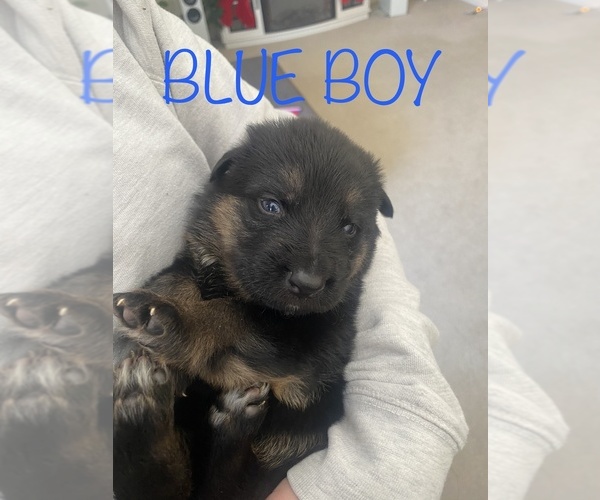 Medium Photo #10 German Shepherd Dog Puppy For Sale in SPRINGFIELD, IL, USA