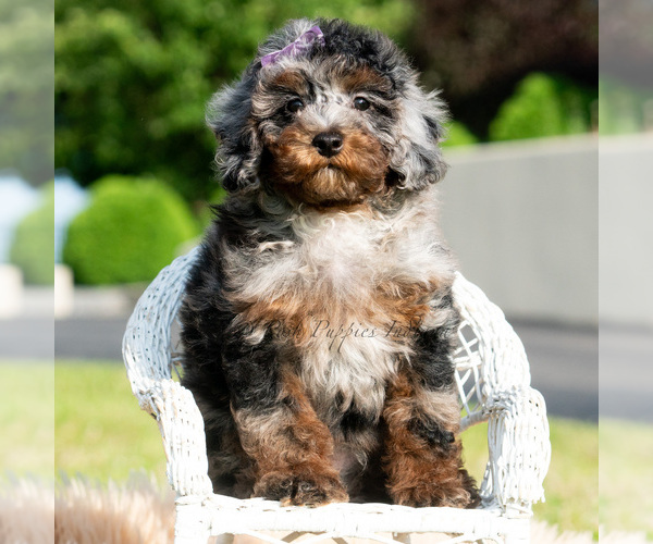 Medium Photo #1 Poodle (Miniature) Puppy For Sale in WARSAW, IN, USA