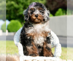 Puppy Sebastian Poodle (Miniature)