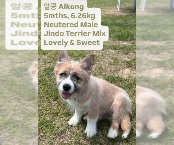 Medium Photo #2 Pembroke Welsh Corgi-Unknown Mix Puppy For Sale in Agoura Hills, CA, USA