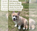 Small #1 Pembroke Welsh Corgi Mix