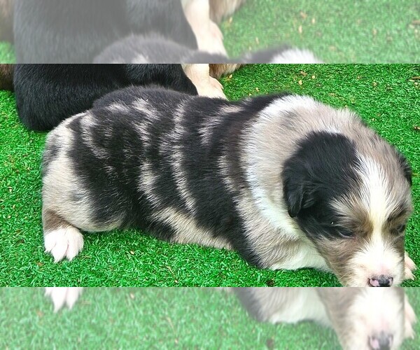 Medium Photo #4 Australian Shepherd Puppy For Sale in NELSON, VA, USA