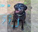 Small #1 Labrador Retriever Mix