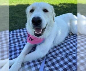 Great Pyrenees-Unknown Mix Dogs for adoption in Bakersfield, CA, USA