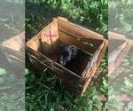 Small Photo #1 Rottle Puppy For Sale in EIDSON, TN, USA