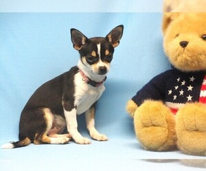Chihuahua Puppy for sale in CABOOL, MO, USA