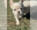 Small #13 French Bulldog