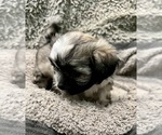 Small Photo #59 Zuchon Puppy For Sale in RENO, NV, USA