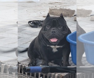 Father of the American Bully puppies born on 03/25/2025