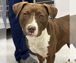 Small #2 Labrador Retriever Mix