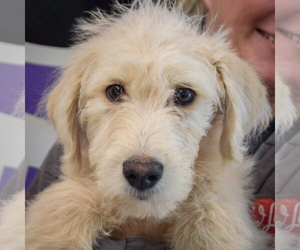 Medium Photo #7 Mutt Puppy For Sale in Huntley, IL, USA