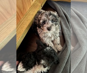 Aussiedoodle Puppy for sale in NORGE, OK, USA