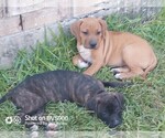 Small Photo #5 Cane Corso Puppy For Sale in TOMBALL, TX, USA