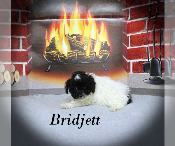 Medium Photo #18 Poodle (Toy) Puppy For Sale in CHANUTE, KS, USA