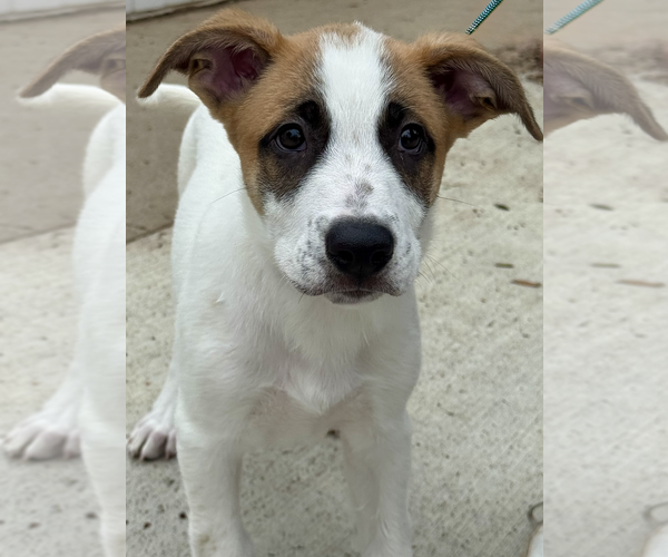 Medium Photo #2 Great Pyrenees Puppy For Sale in Newport Beach, CA, USA