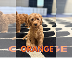 Small #7 Goldendoodle