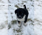 Small #2 Australian Shepherd Mix