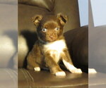 Small Photo #5 Chihuahua Puppy For Sale in HAYES, VA, USA