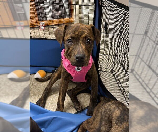 Medium Photo #19 American Staffordshire Terrier-Labrador Retriever Mix Puppy For Sale in Brewster, NY, USA