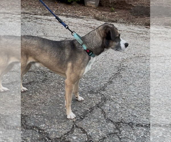 Medium Photo #4 Siberian Husky-Unknown Mix Puppy For Sale in Woodland Hills, CA, USA