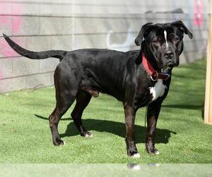 Mutt Dogs for adoption in West Valley, UT, USA