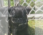 Small #4 Pug