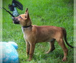 Small German Shepherd Dog Mix