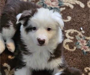 Australian Shepherd-Siberian Husky Mix Puppy for sale in WEST BEND, WI, USA