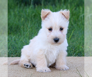 Scottish Terrier Puppy for sale in LITITZ, PA, USA