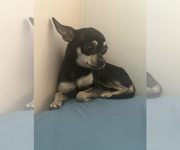 Medium Photo #3 Chihuahua-Unknown Mix Puppy For Sale in Calgary, Alberta, Canada