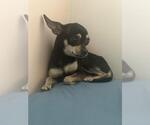 Small #2 Chihuahua Mix