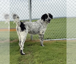 Small #1 Mutt