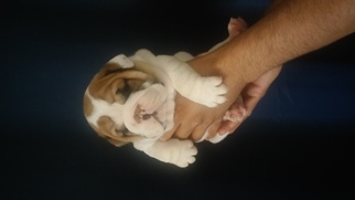 Bulldog Puppy for sale in EL PASO, TX, USA