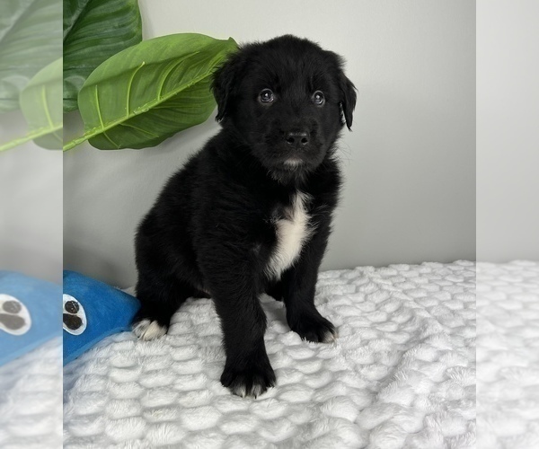 Medium Photo #3 Golden Retriever-Miniature American Shepherd Mix Puppy For Sale in FRANKLIN, IN, USA