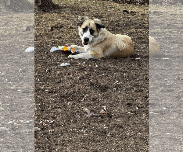 Medium Photo #1 Anatolian Shepherd-Unknown Mix Puppy For Sale in Kankakee, IL, USA