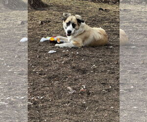 Anatolian Shepherd-Unknown Mix Dogs for adoption in Kankakee, IL, USA
